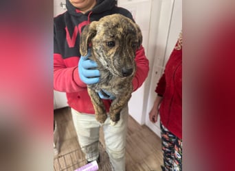 INDIE ( 5 Stromer suchen ein Zuhause