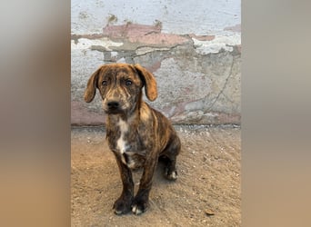 IVAN ( 5 Stromer suchen ein Zuhause)