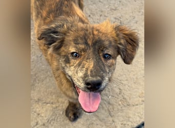 IRINA ( 5 Stromer suchen ein Zuhause)