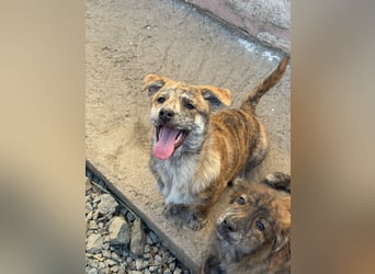 IVY ( 5 Stromer suchen ein Zuhause)