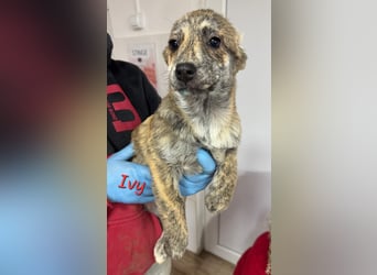 IVY ( 5 Stromer suchen ein Zuhause)