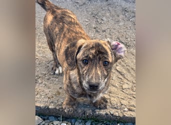 INDIE ( 5 Stromer suchen ein Zuhause