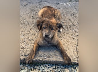 IRINA ( 5 Stromer suchen ein Zuhause)