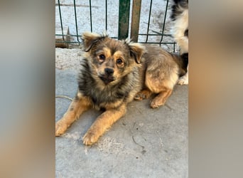 JIMMY & JOEY - 2 Brüder suchen ihre Menschen