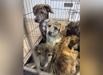 IVAN ( 5 Stromer suchen ein Zuhause)