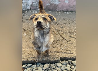 IVY ( 5 Stromer suchen ein Zuhause)