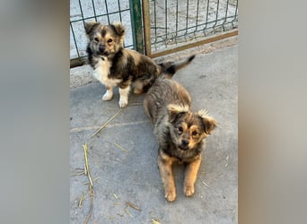 JIMMY & JOEY - 2 Brüder suchen ihre Menschen