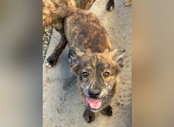 IRINA ( 5 Stromer suchen ein Zuhause)