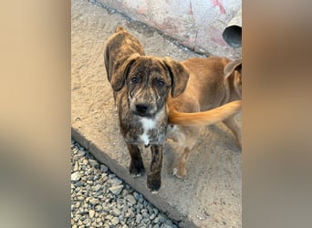 IVAN ( 5 Stromer suchen ein Zuhause)