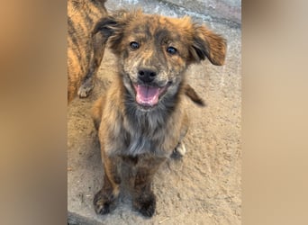 IRINA ( 5 Stromer suchen ein Zuhause)