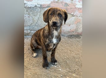 IVAN ( 5 Stromer suchen ein Zuhause)