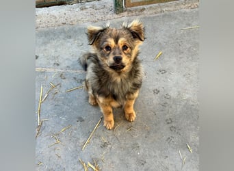 JIMMY & JOEY - 2 Brüder suchen ihre Menschen