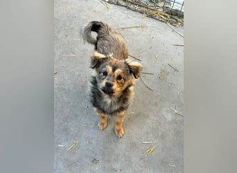 JIMMY & JOEY - 2 Brüder suchen ihre Menschen