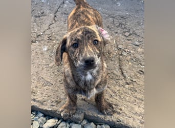 INDIE ( 5 Stromer suchen ein Zuhause