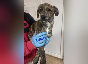 IVAN ( 5 Stromer suchen ein Zuhause)