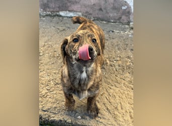 INDIE ( 5 Stromer suchen ein Zuhause