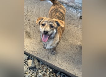 IVY ( 5 Stromer suchen ein Zuhause)