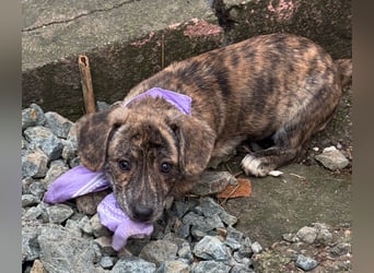 INDIE ( 5 Stromer suchen ein Zuhause