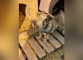 JIMMY & JOEY - 2 Brüder suchen ihre Menschen