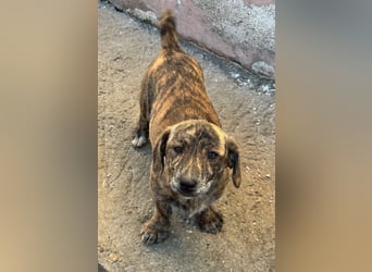 INDIE ( 5 Stromer suchen ein Zuhause