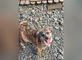 IVY ( 5 Stromer suchen ein Zuhause)