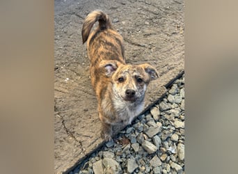 IVY ( 5 Stromer suchen ein Zuhause)