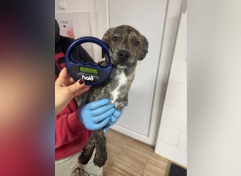 IVAN ( 5 Stromer suchen ein Zuhause)