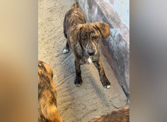 IVAN ( 5 Stromer suchen ein Zuhause)