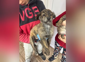 IRINA ( 5 Stromer suchen ein Zuhause)