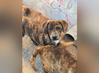 IVAN ( 5 Stromer suchen ein Zuhause)