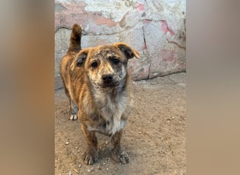 IVY ( 5 Stromer suchen ein Zuhause)