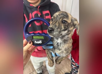 INDIE ( 5 Stromer suchen ein Zuhause