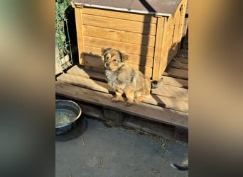 JIMMY & JOEY - 2 Brüder suchen ihre Menschen