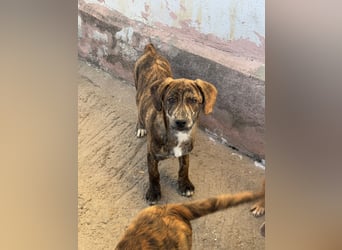 IVAN ( 5 Stromer suchen ein Zuhause)