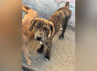 IVAN ( 5 Stromer suchen ein Zuhause)