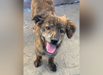 IRINA ( 5 Stromer suchen ein Zuhause)