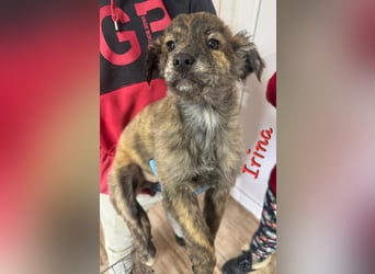 IRINA ( 5 Stromer suchen ein Zuhause)