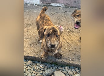 INDIE ( 5 Stromer suchen ein Zuhause