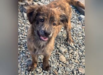 IRINA ( 5 Stromer suchen ein Zuhause)