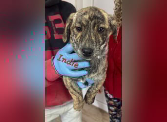 INDIE ( 5 Stromer suchen ein Zuhause