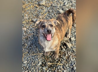 IVY ( 5 Stromer suchen ein Zuhause)