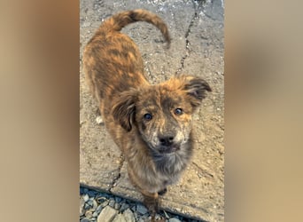 IRINA ( 5 Stromer suchen ein Zuhause)