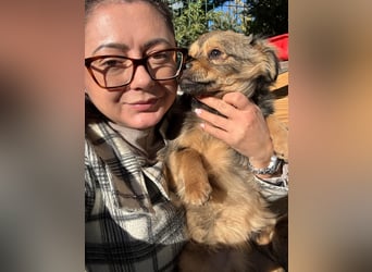 JIMMY & JOEY - 2 Brüder suchen ihre Menschen