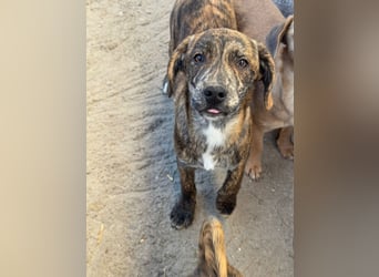 IVAN ( 5 Stromer suchen ein Zuhause)