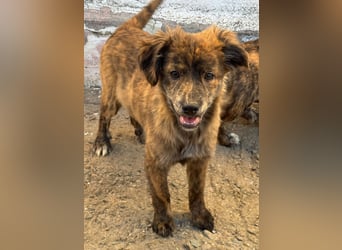 IRINA ( 5 Stromer suchen ein Zuhause)