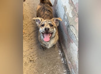 IVY ( 5 Stromer suchen ein Zuhause)