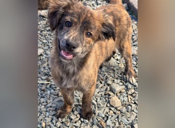 IRINA ( 5 Stromer suchen ein Zuhause)