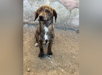 IVAN ( 5 Stromer suchen ein Zuhause)