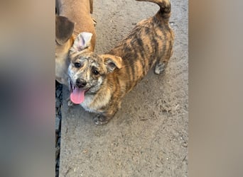 IVY ( 5 Stromer suchen ein Zuhause)