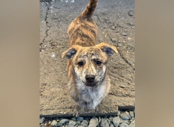 IVY ( 5 Stromer suchen ein Zuhause)